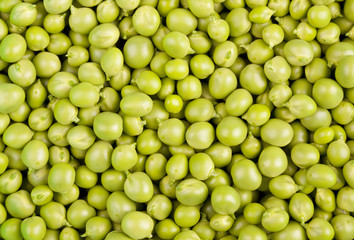 Pisum sativum
