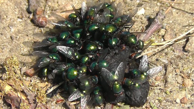 Goldfliege - Lucilia sericata
