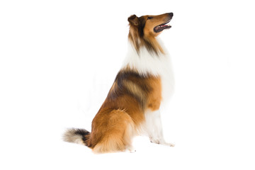 Collie sitting and looking away - obrazy, fototapety, plakaty