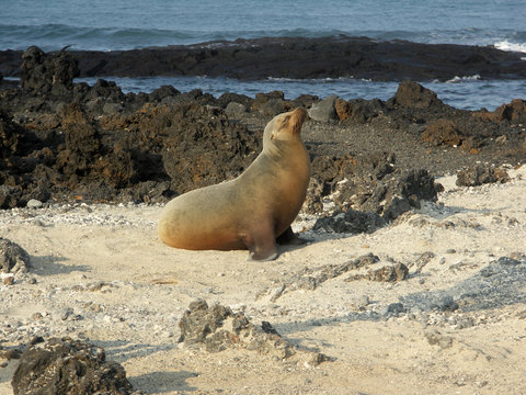 Lion de mer aux Galapagos