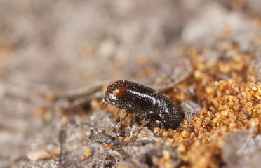 Extreme close-up of a Bark borer working on wood
