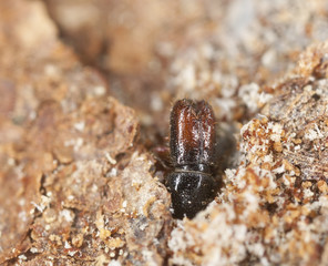Extreme close-up of a Bark borer working on wood