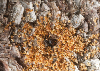 Extreme close-up of a Bark borer working on wood