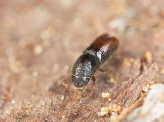 Extreme close-up of a Bark borer working on wood