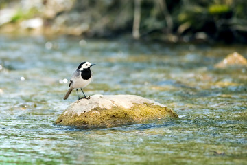 wagtail