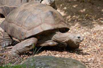Fototapeta premium Riesenschildkröte
