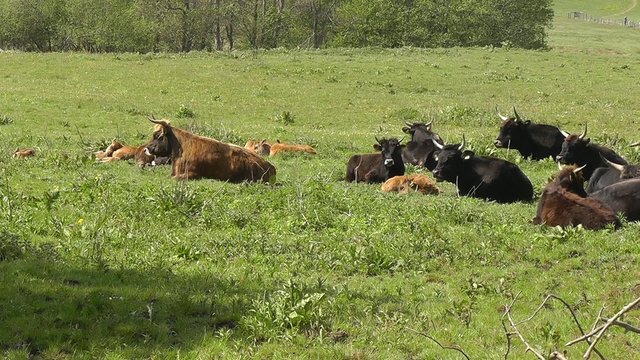 Heckrind - Auerochse - Bos primigenius
