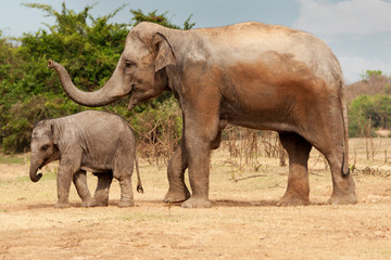 Elefantenkuh mit Jungtier