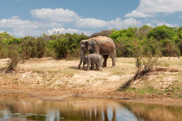 Elephanten in der Wildnis
