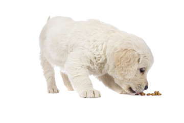 Puppy  Golden Retriever