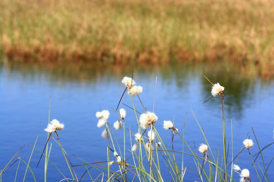 Wollgras im Naturschutzgebiet Ewiges Meer