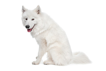 Samoyed dog