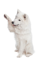 Samoyed dog