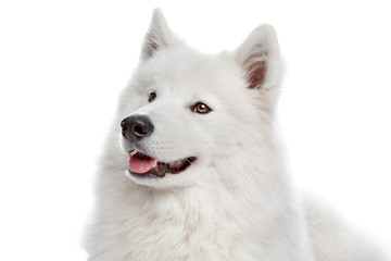 Fototapeta premium Samoyed dog