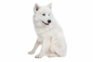 Samoyed dog