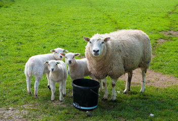 sheep with lambs