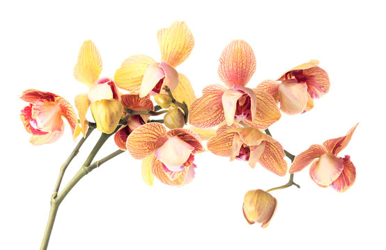 Fototapeta orchid