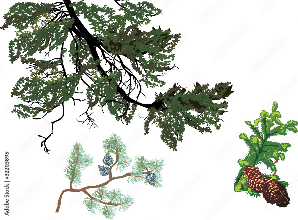 Sticker set of pine tree branches