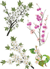 Obraz na płótnie Canvas collection of sakura branches