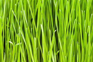 Fototapeta na wymiar grünes Gras Hintergrund