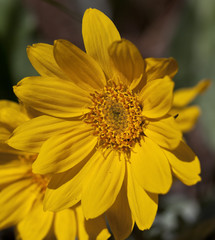 Balsamroot Flower