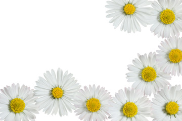 daisies frame