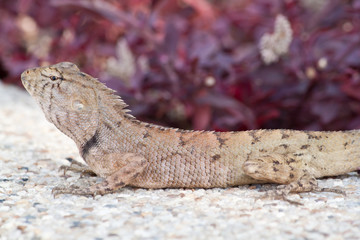 Lizard