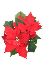 Poinsettia (Bethlehem Star) flower