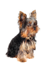 Sweet puppy Yorkshire Terrier in front on white background