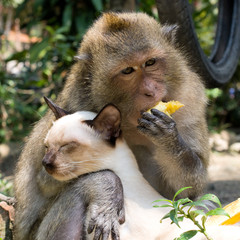 Monkey hugging cat
