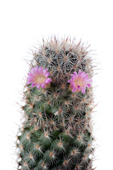 cactus flowered on white background
