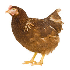 chicken isolated on a white background