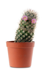 cactus flowered in vase, on white background