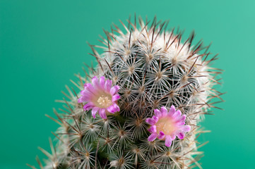 cactus with flowers, close-up
