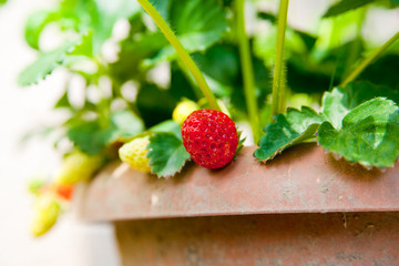 fraises en pot