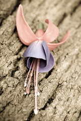 Blue Eyes Fuchsia (fuchsia hybrida)