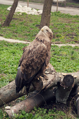 Eagle at the zoo