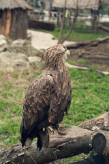 Eagle at the zoo
