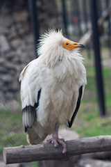Egyptian vulture at the zoo