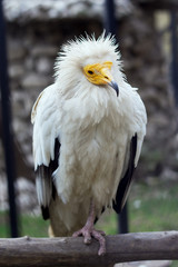 Egyptian vulture at the zoo
