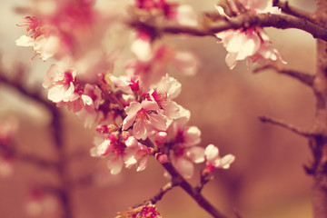 Obraz premium Cherry flowers on tree.