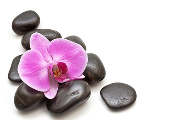 Fototapeta na wymiar Różowa orchidea i zen kamienie na białym tle