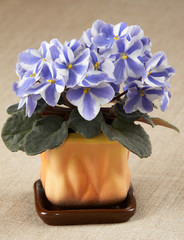 Uzambarskaya violet in the orange pot