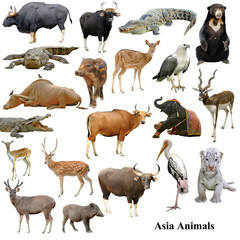 Fototapeta premium asian animals collection isolated