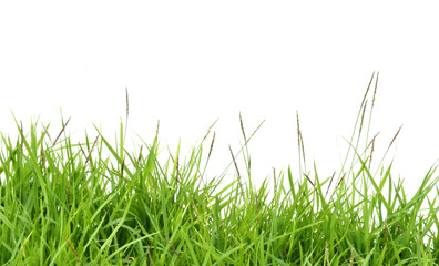 fresh spring green grass