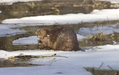 Beaver at Work