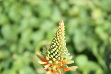 réseau plante Lupin