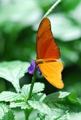 Dryas julia butterfly