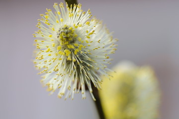 Sal-Weidenblüte