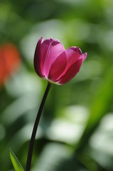 Tulpe